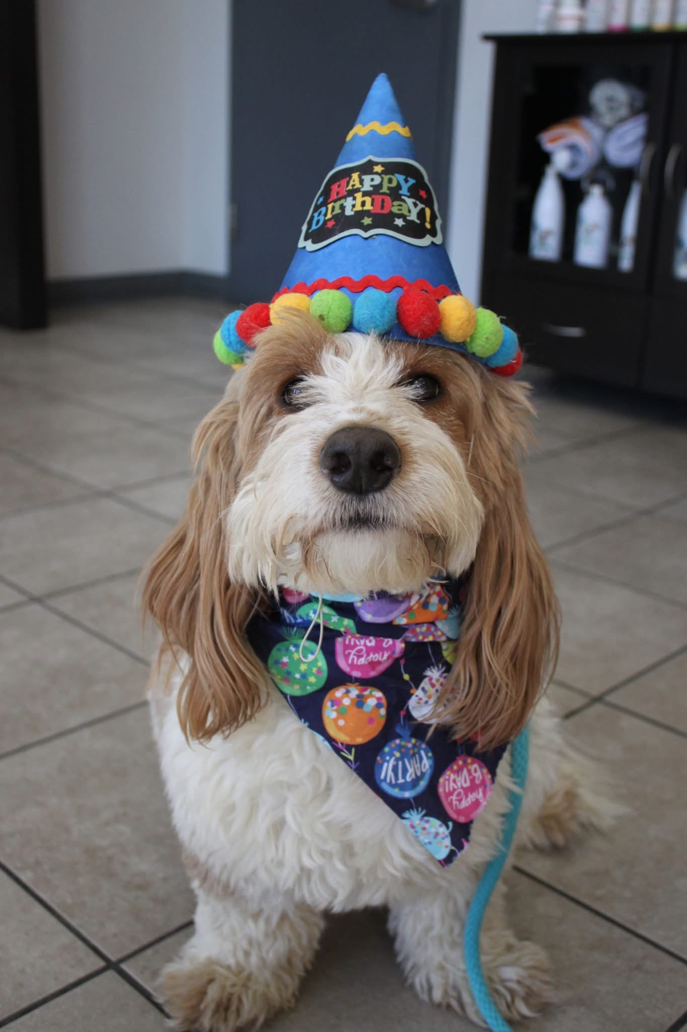 Birthday / Gotcha Day Cakes